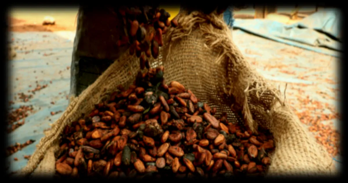 Côte d'Ivoire: 23 000 tonnes de cacao résiduel enlevées après les plaintes de planteurs