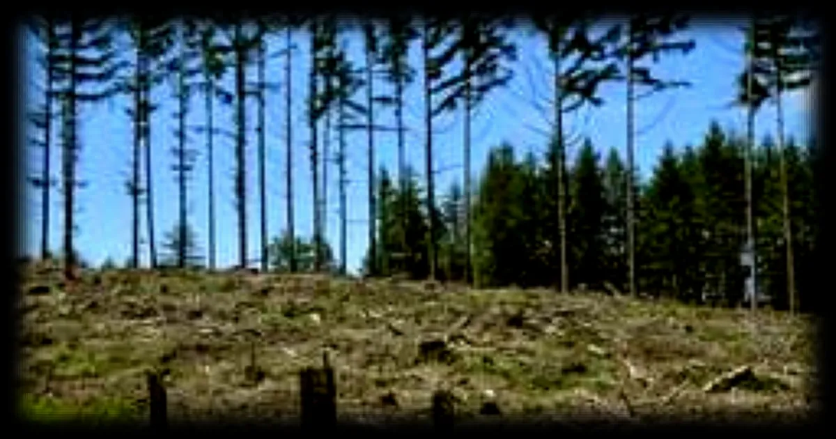 Coupes rases dans les forêts françaises : alerte de l’ONG Canopée