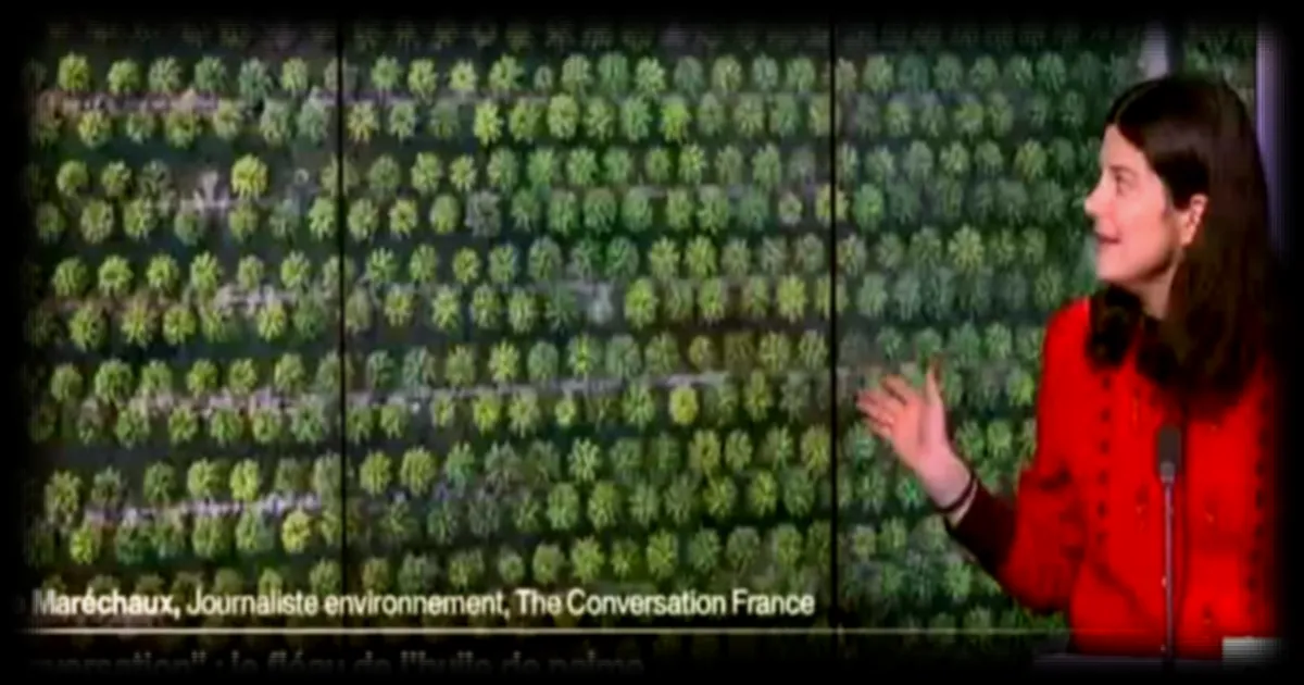 Crise de main-d'œuvre dans les plantations d'huile de palme : des conditions de travail peu attractives