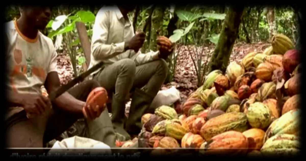Crise du cacao : la Côte d'Ivoire diminue de plus de moitié le prix d'achat aux planteurs