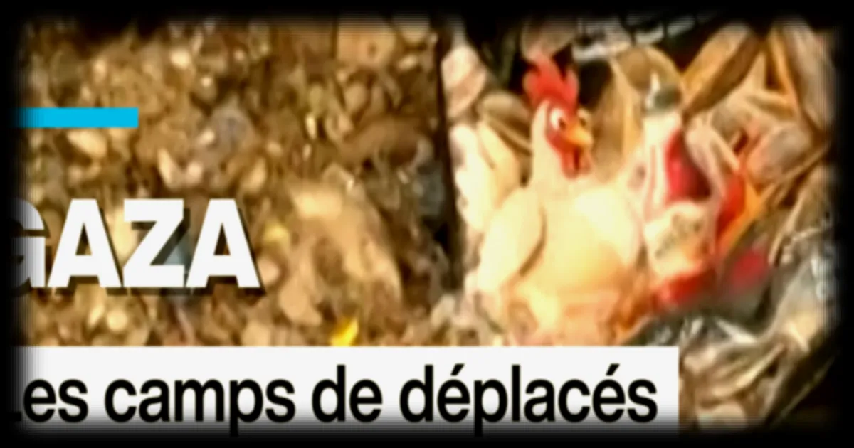 Crise humanitaire à Gaza : les camps de déplacés envahis par les rats et les maladies