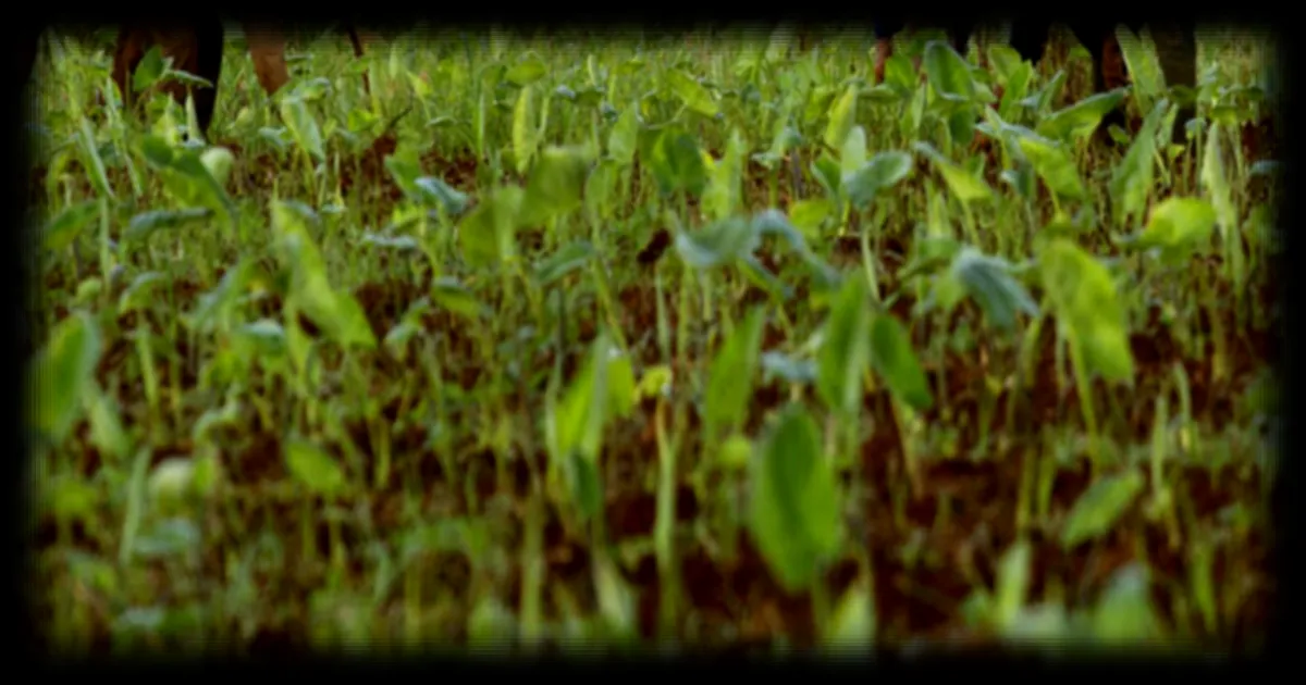 Cuba ouvre le marché agricole au secteur privé