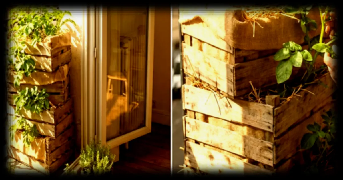 Cultiver des pommes de terre sans jardin : une technique méconnue