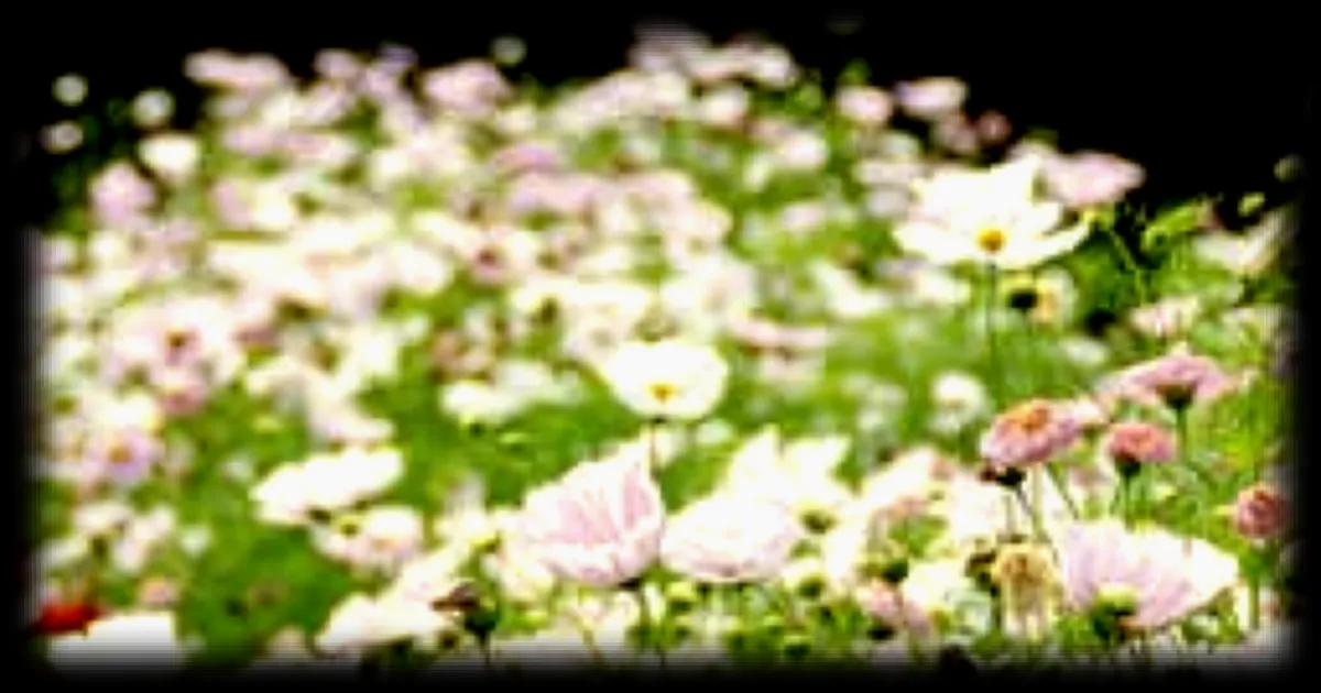 Cultiver les cosmos : conseils pratiques pour une floraison estivale colorée