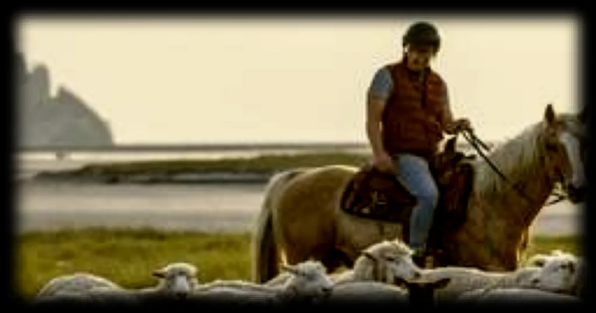 Dans la baie du Mont-Saint-Michel, un éleveur rassemble ses moutons à cheval