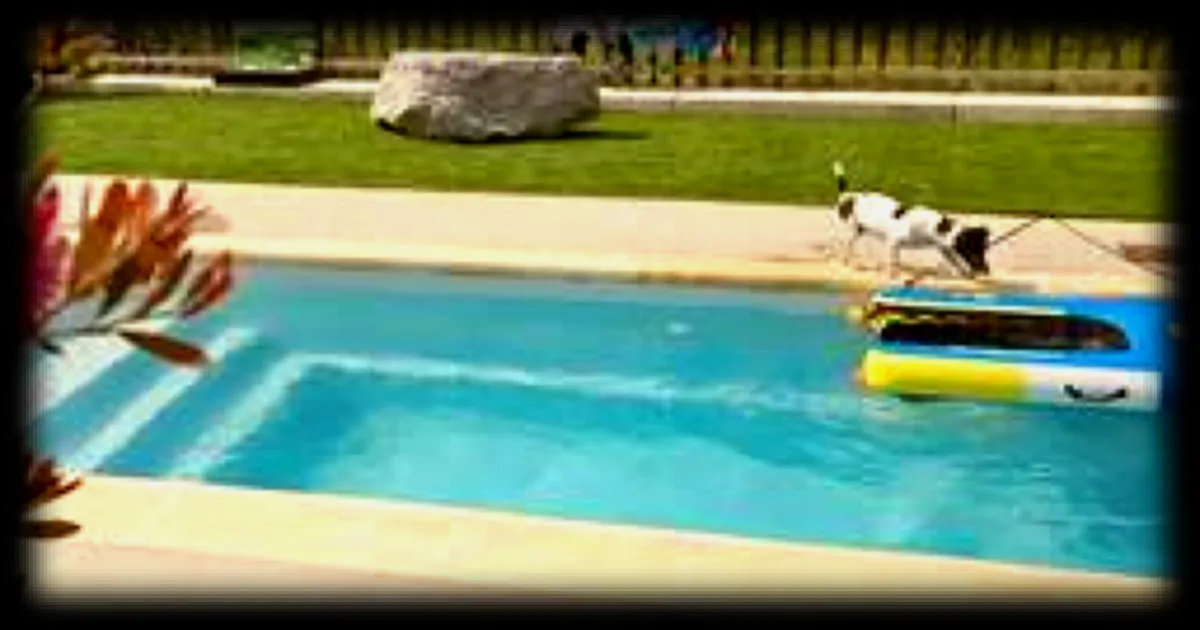 Dans l’Aude, un camping 100 % canin avec piscine, parc dédié et glaces maison