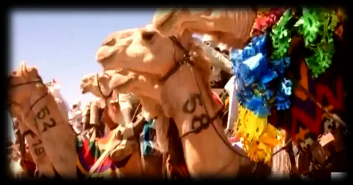 Dans le désert tchadien, une course traditionnelle de dromadaires