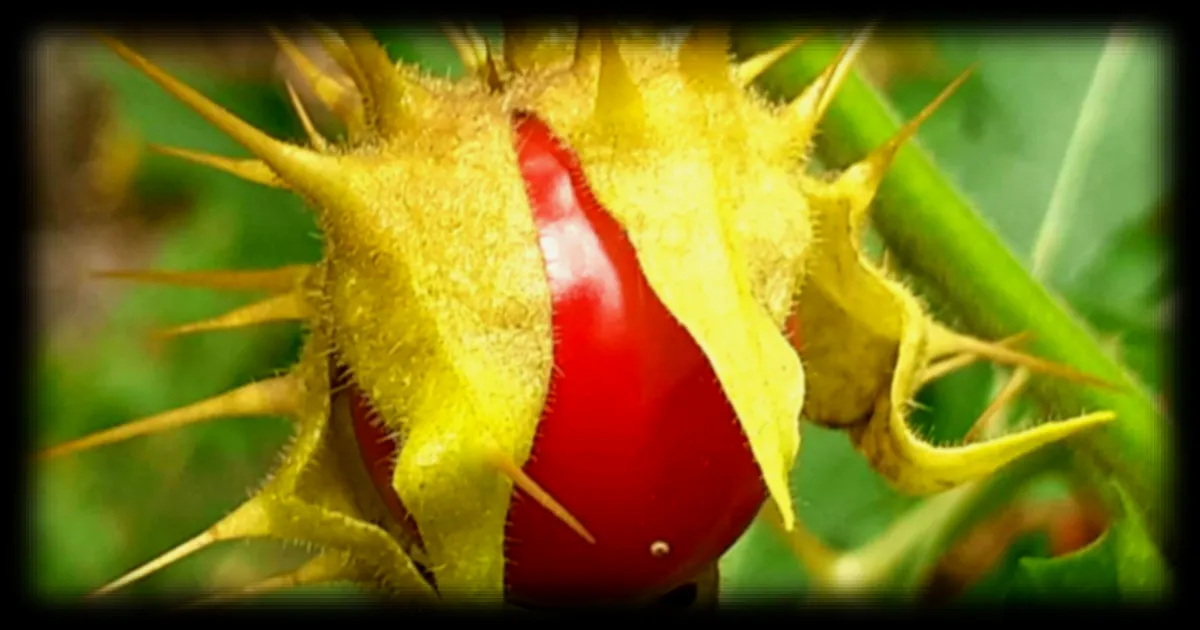 Découverte de la Morelle de Balbis : Une Plante Étonnante et Précieuse pour le Jardin