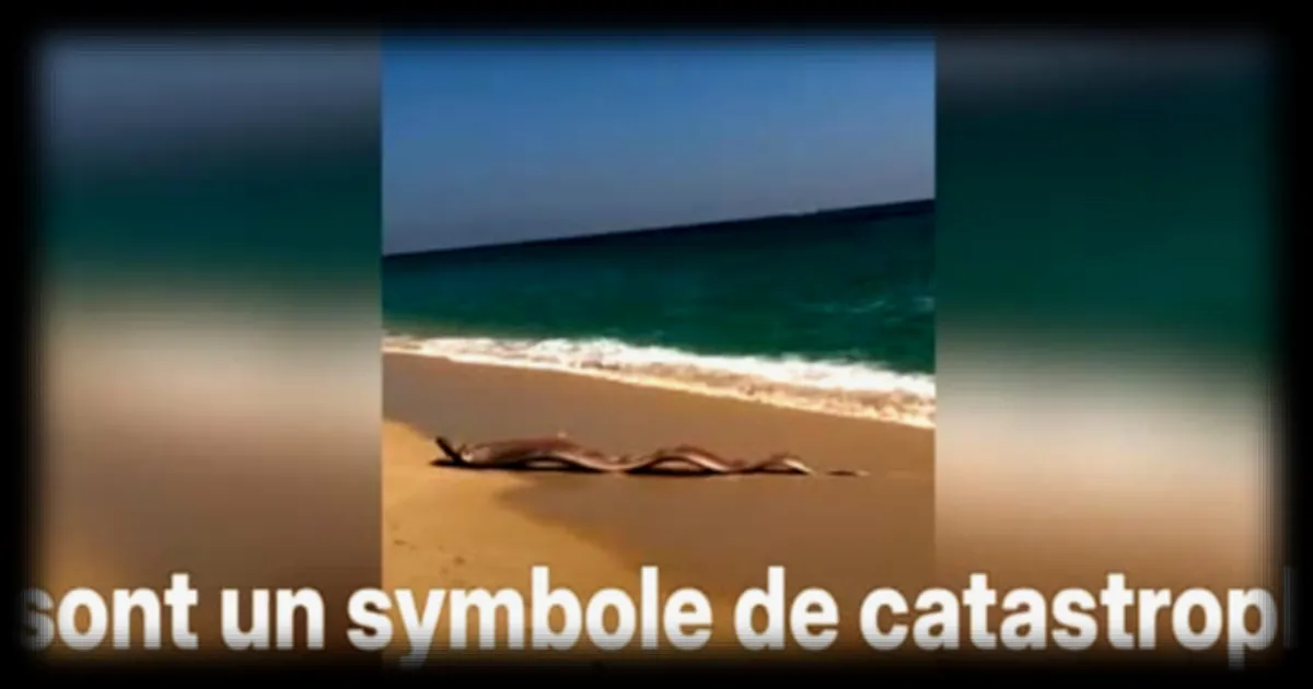 Découverte de poissons géants échoués sur une plage du Mexique