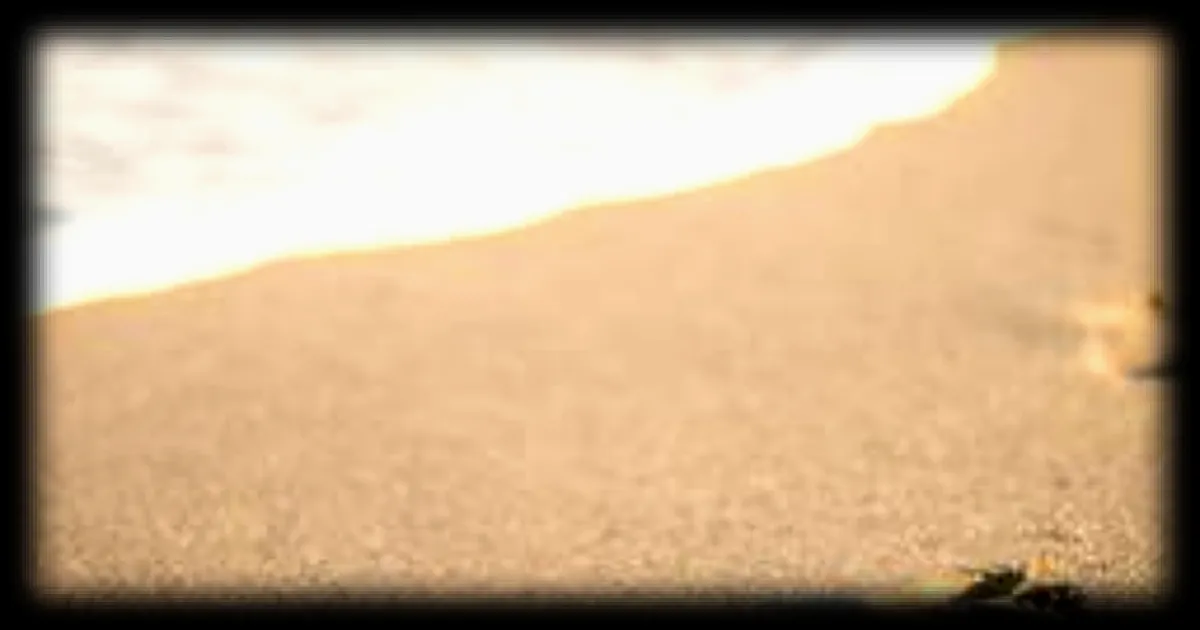 Découverte de viande piégée sur les plages d'Anglet : inquiétude chez les propriétaires de chiens