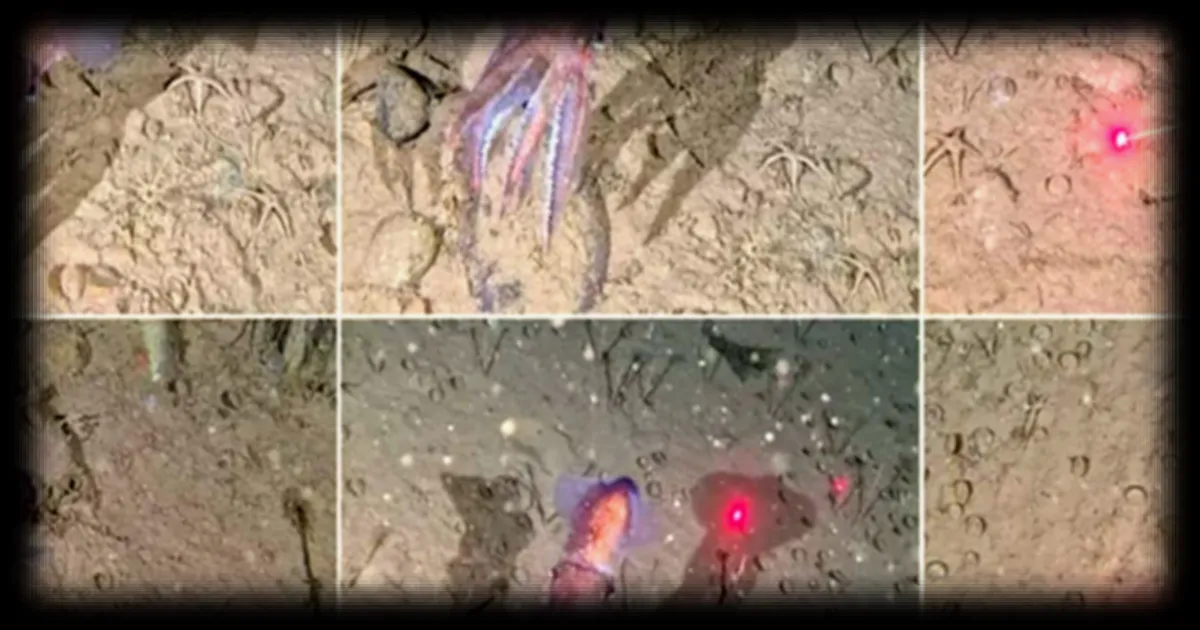 Découverte d'un calmar aux grands yeux avec des dizaines d'œufs dans les eaux glacées du Groenland
