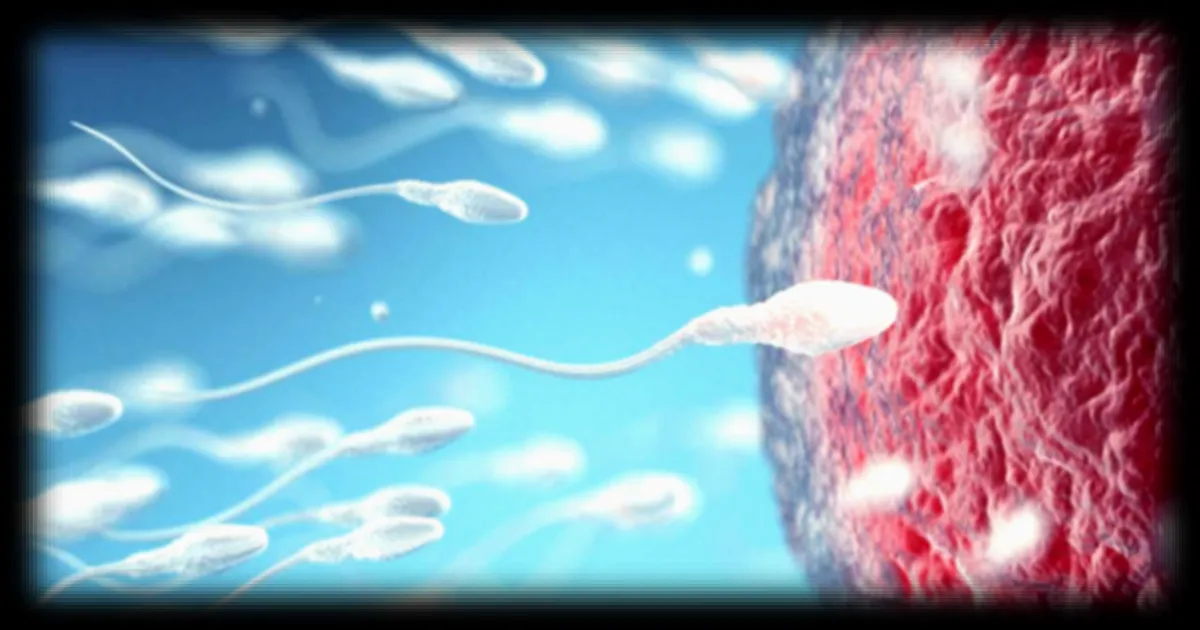 Découverte d'un interrupteur thermique chez les spermatozoïdes, un facteur clé de la fécondation