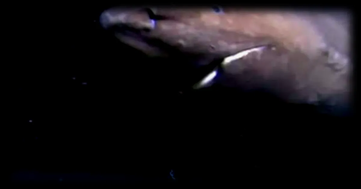Découverte d'un requin géant dans les profondeurs de l'Antarctique : une rencontre inattendue