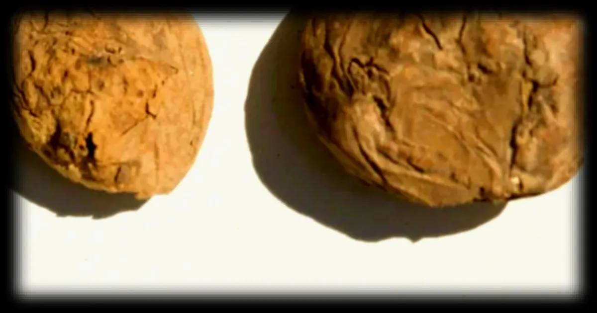 Découverte exceptionnelle : des pommes de terre lyophilisées vieilles de 500 ans exhumées au Pérou