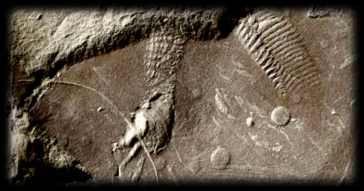 Découverte exceptionnelle en Allemagne : des empreintes fossilisées révèlent l'anatomie d'un reptile ancestral