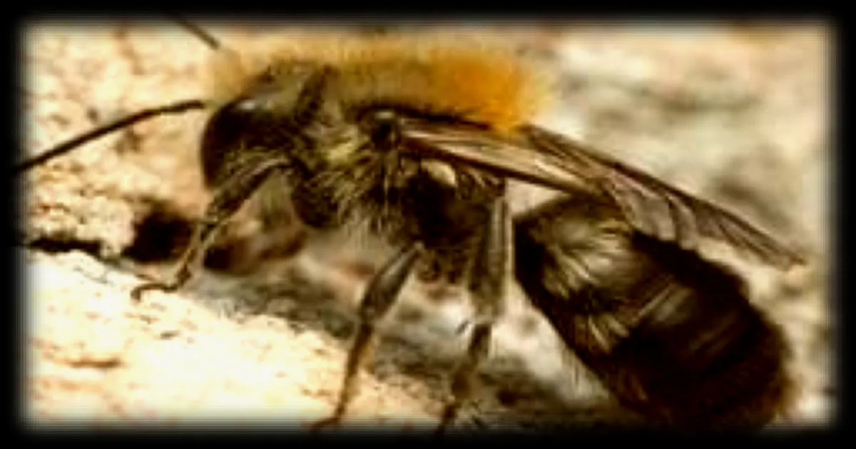 Découverte exceptionnelle : plus de cinq millions d'abeilles dans un cimetière américain