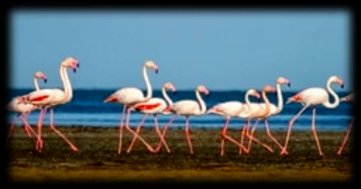 Découvrez les secrets des flamants roses avec Jocelyn Champagnon