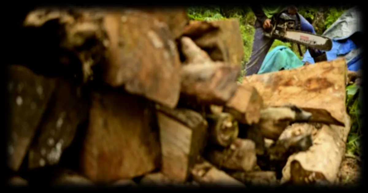 Déforestation en Indonésie : Hausse alarmante de 66% en 2025 selon l'ONG Auriga Nusantara