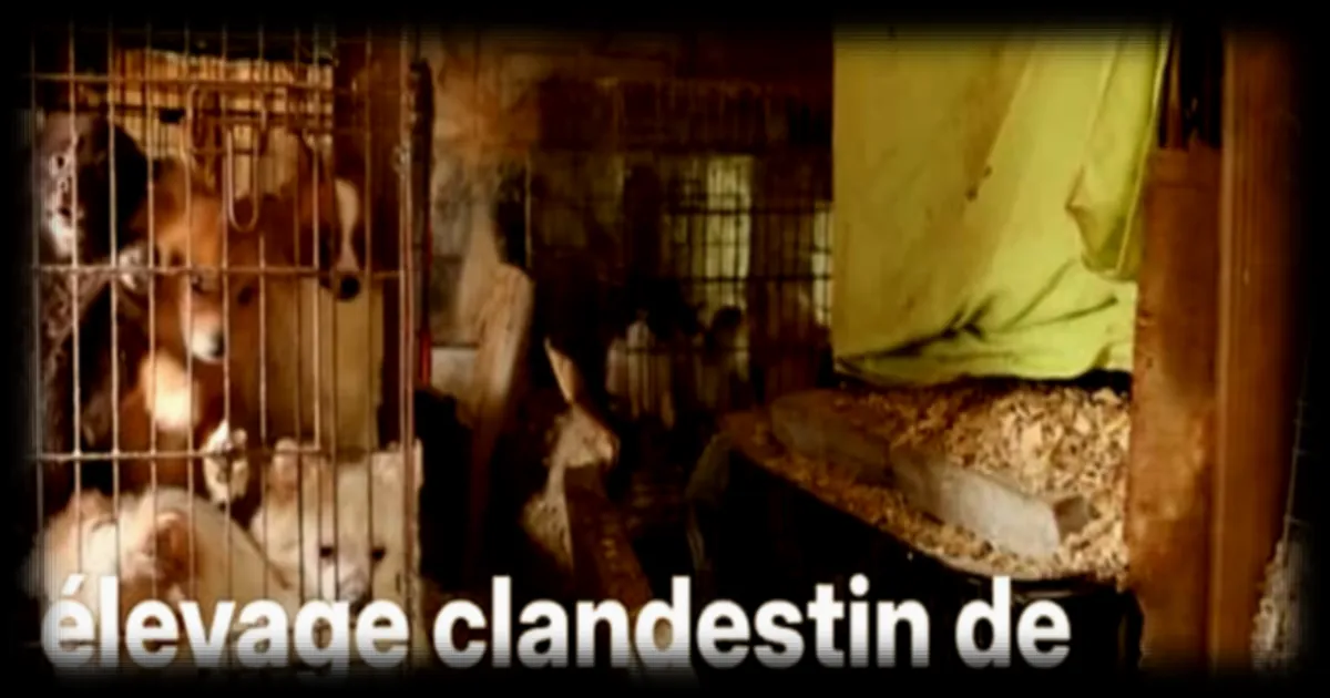 Démantèlement d'un élevage de plus de 820 animaux dans le Var : une affaire de maltraitance animale révélée