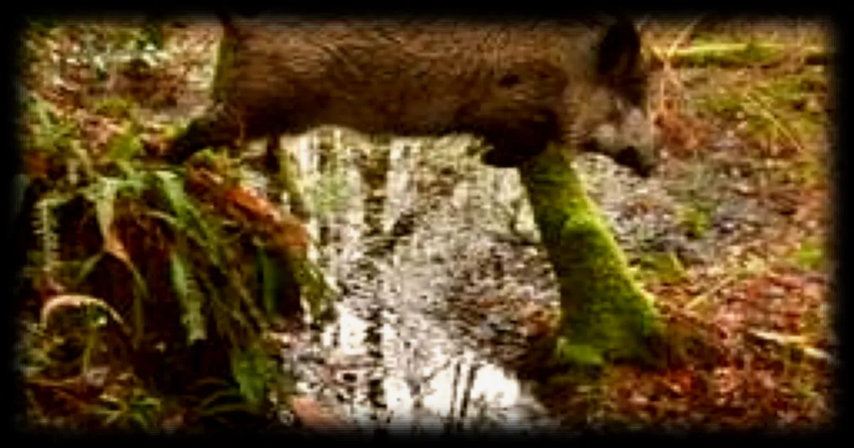 Des balises sonores et lumineuses entre Rouen et Caen pour prevenir les collisions entre trains et animaux