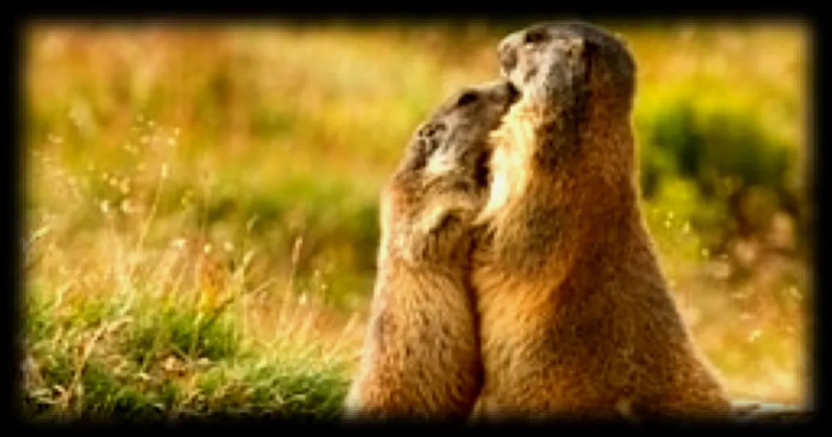 Des biologistes américains financent leurs recherches sur les marmottes via OnlyFans