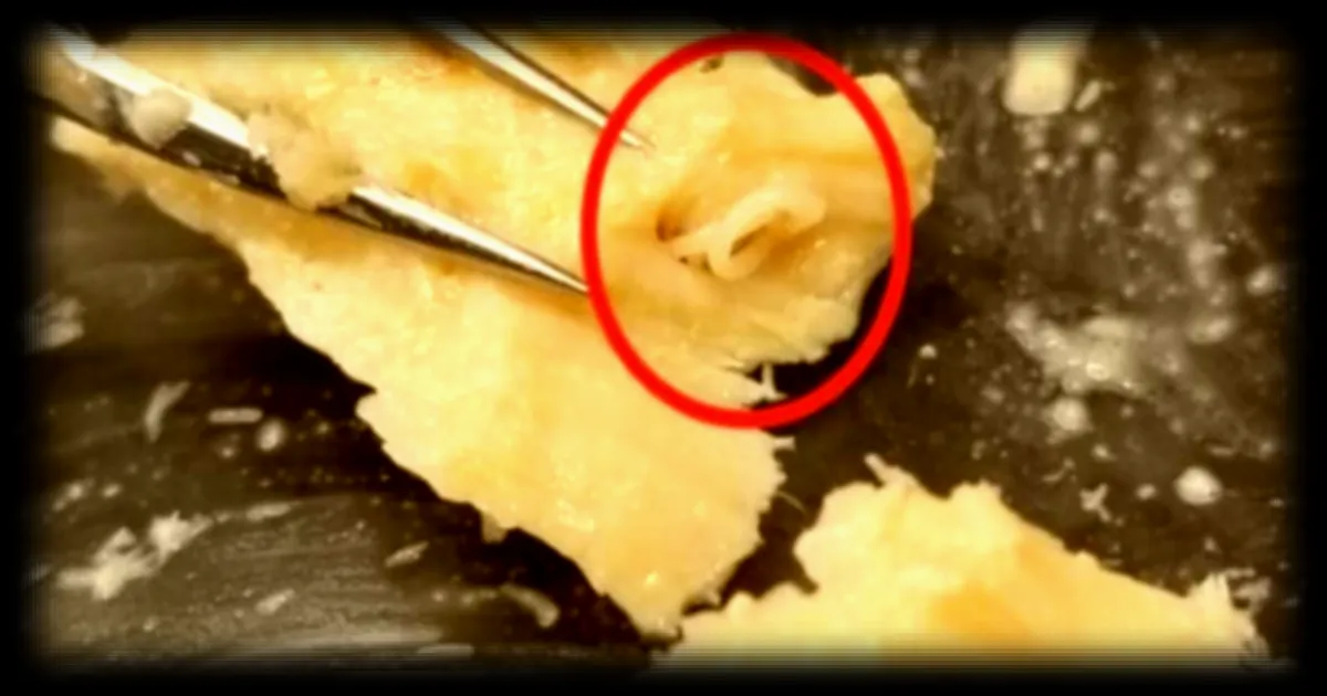 Des boîtes de saumon périmées depuis 50 ans révèlent une fascinante histoire naturelle selon Futura Sciences