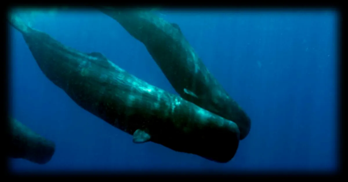 Des cachalots filmés en train de se donner des « coups de boule » : une scène inédite capturée par des chercheurs