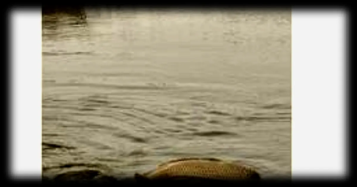 Des carpes traversent la route inondée à Fort-Bloqué, dans le Morbihan