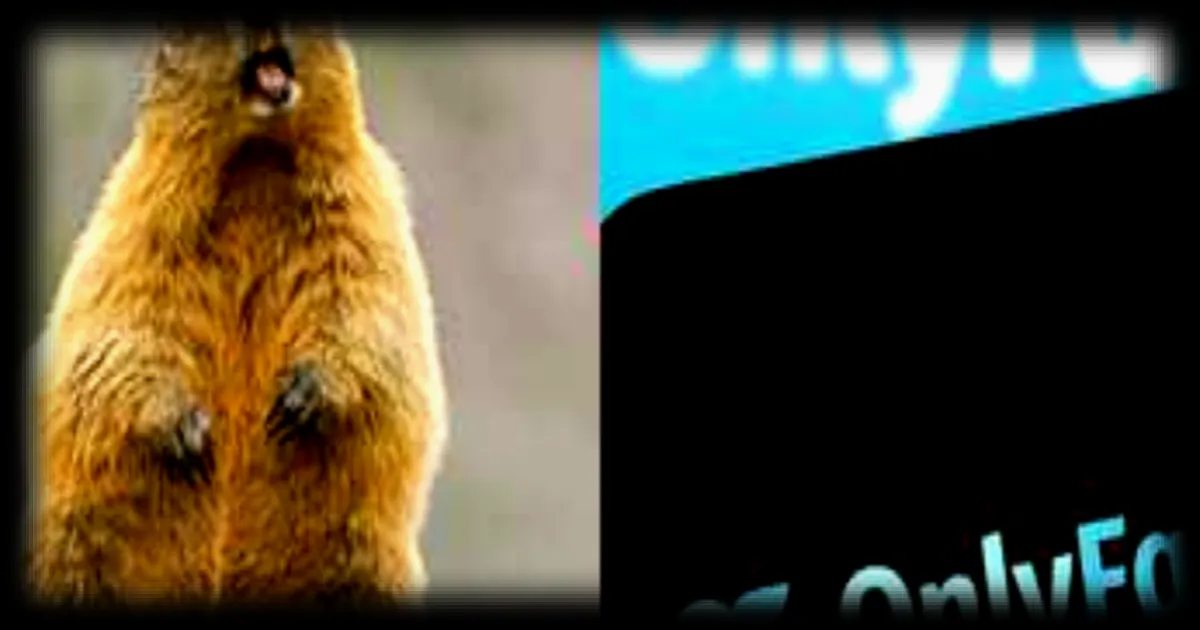 Des chercheurs américains lancent OnlyMarms pour financer leurs travaux sur les marmottes