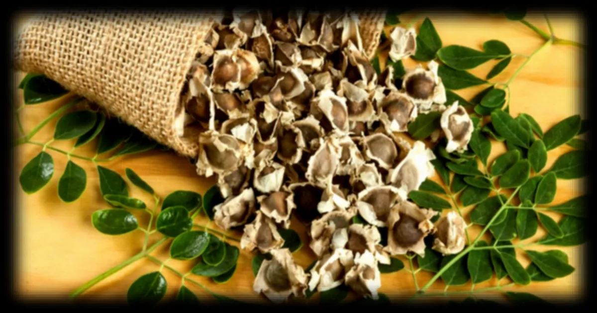 Des chercheurs decouvrent que les graines de Moringa peuvent purifier l'eau en capturant les microplastiques