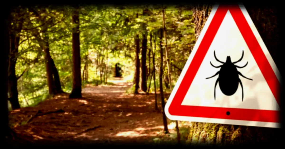 Des chercheurs français découvrent une nouvelle méthode pour neutraliser les tiques transmettant la maladie de Lyme