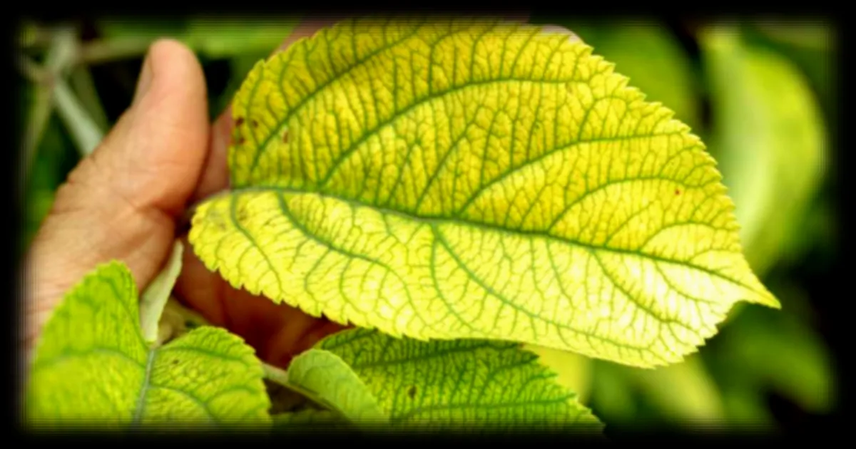 Des chercheurs israéliens révèlent que les plantes émettent des ultrasons sous stress