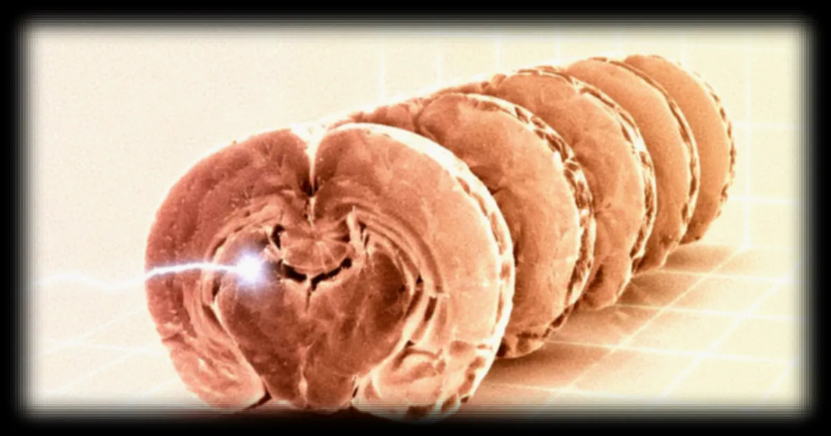 Des chercheurs parviennent à redémarrer un cerveau de souris congelé : avancée majeure dans la cryonie