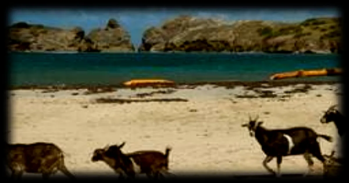 Des chèvres sauvages deviennent un fléau écologique aux Saintes, en Guadeloupe