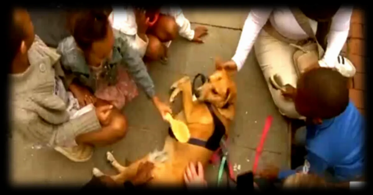 Des chiens spécialement formés au service de la justice en Afrique du Sud pour accompagner les enfants victimes de crimes