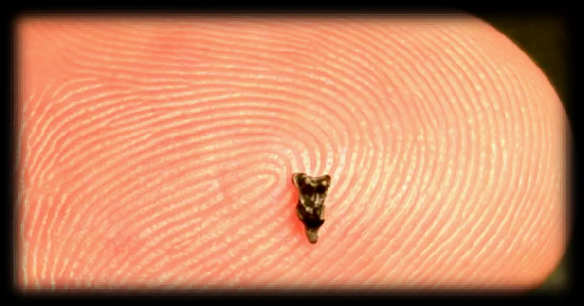Des dents fossiles de la taille d’un ongle révèlent de nouvelles pistes sur les origines des primates