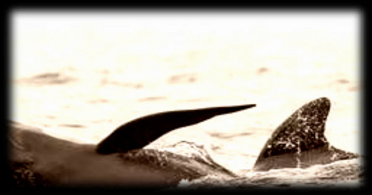 Des dizaines de baleines s'échouent sur une plage : le mystère en partie résolu