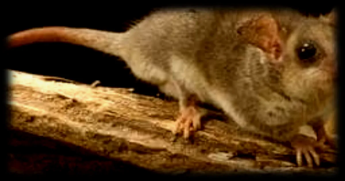 Des espèces de marsupiaux présumées éteintes depuis 6 000 ans retrouvées vivantes en Indonésie