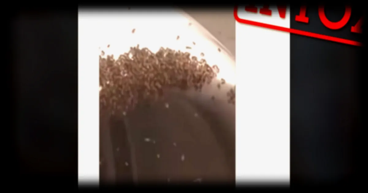 Des essaims d'abeilles n'ont pas immobilise l'aviation militaire israélienne, malgré une vidéo virale