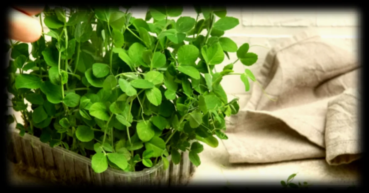 Des jeunes pousses riches en vitamine B12 pour prevenir les carences