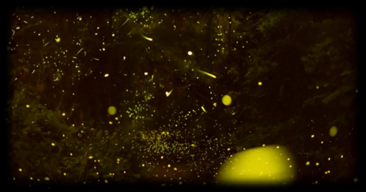 Des lucioles synchronisees : quand la nature inspire la technologie au parc national de Congaree