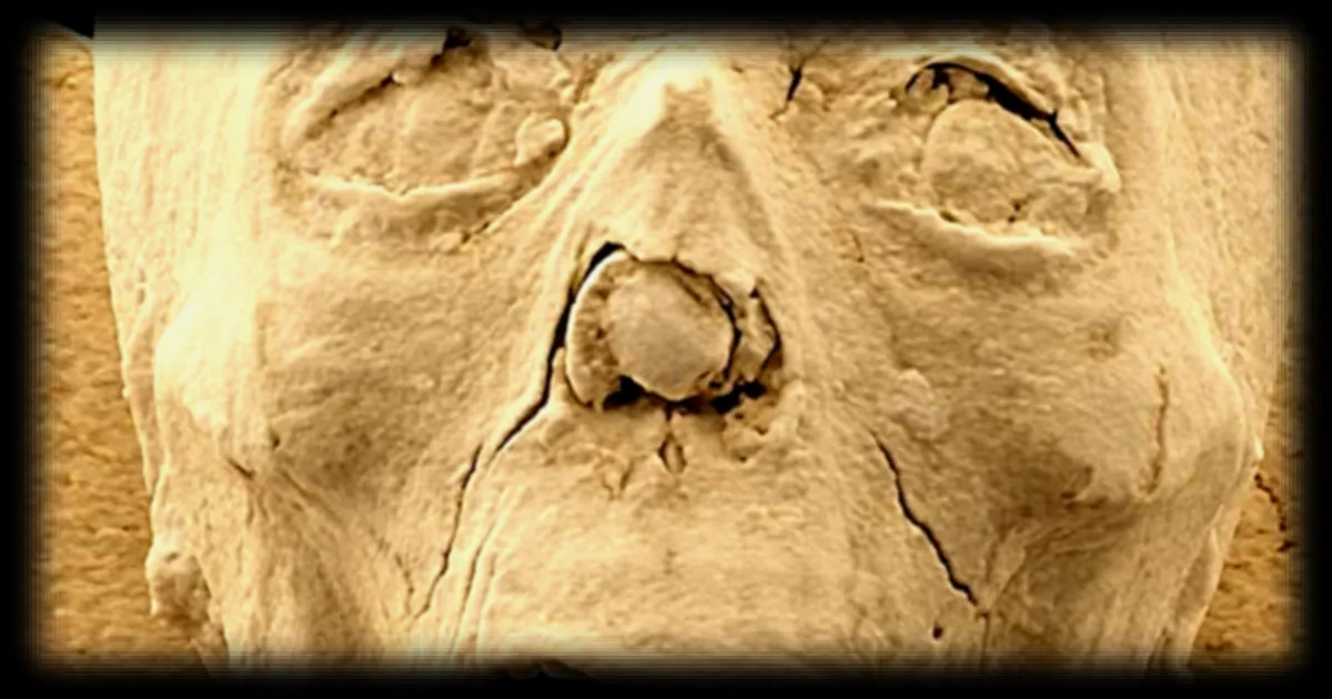 Des momies égyptiennes passées au scanner : une technologie révolutionnaire lève le voile sur des secrets vieux de plus de 2 300 ans