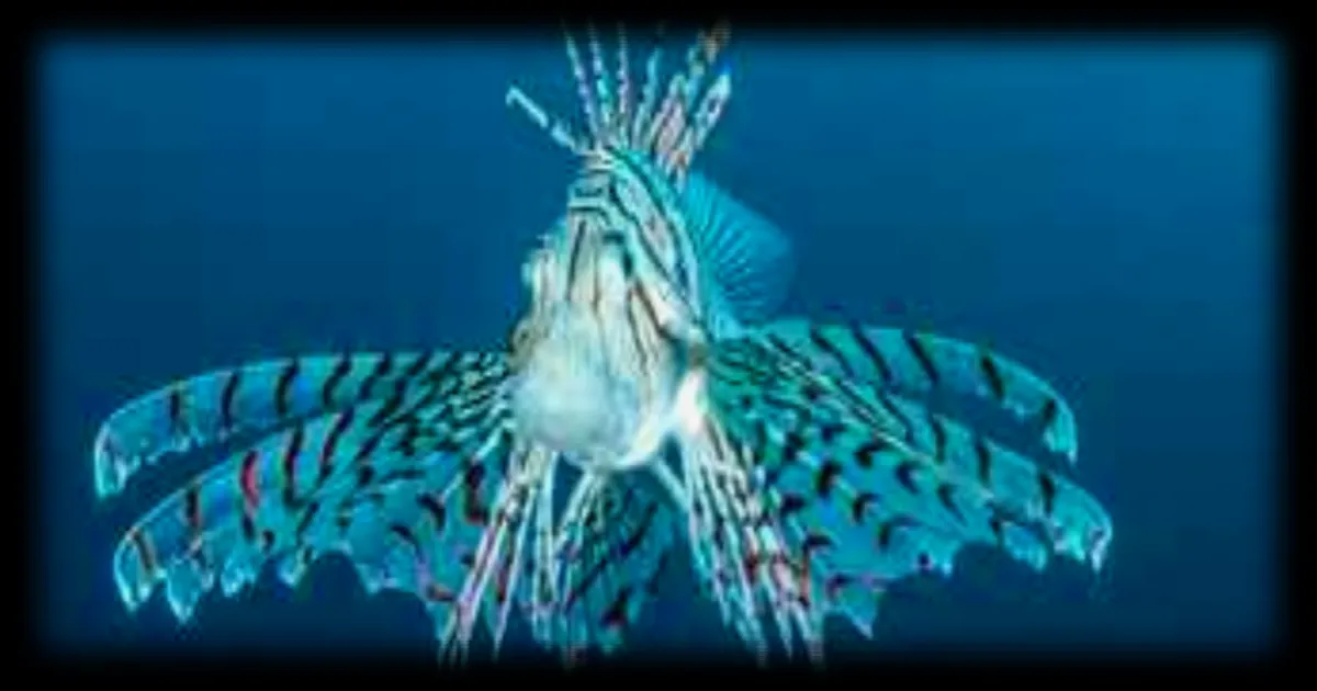 Des poissons tropicaux de la Mer Rouge envahissent la Méditerranée