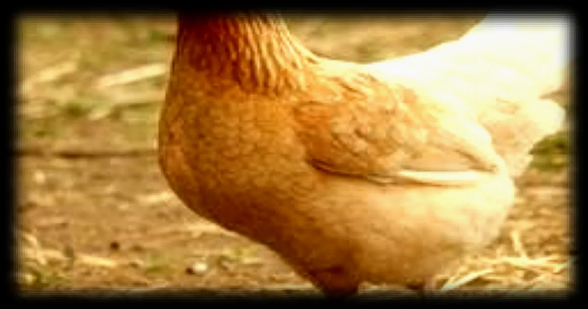 Des poules abandonnées envahissent une petite commune de la Somme