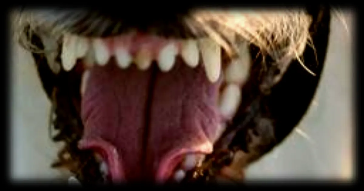 Des riverains d'Ardèche se plaignent d'aboiements incessants de chiens depuis quatre ans