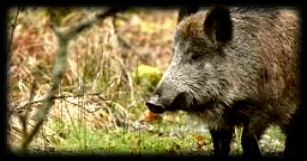 Des sangliers perturbent la circulation sur le périphérique de Toulouse