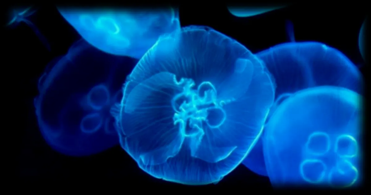 Des scientifiques développent des méduses cyborg pour explorer les profondeurs océaniques