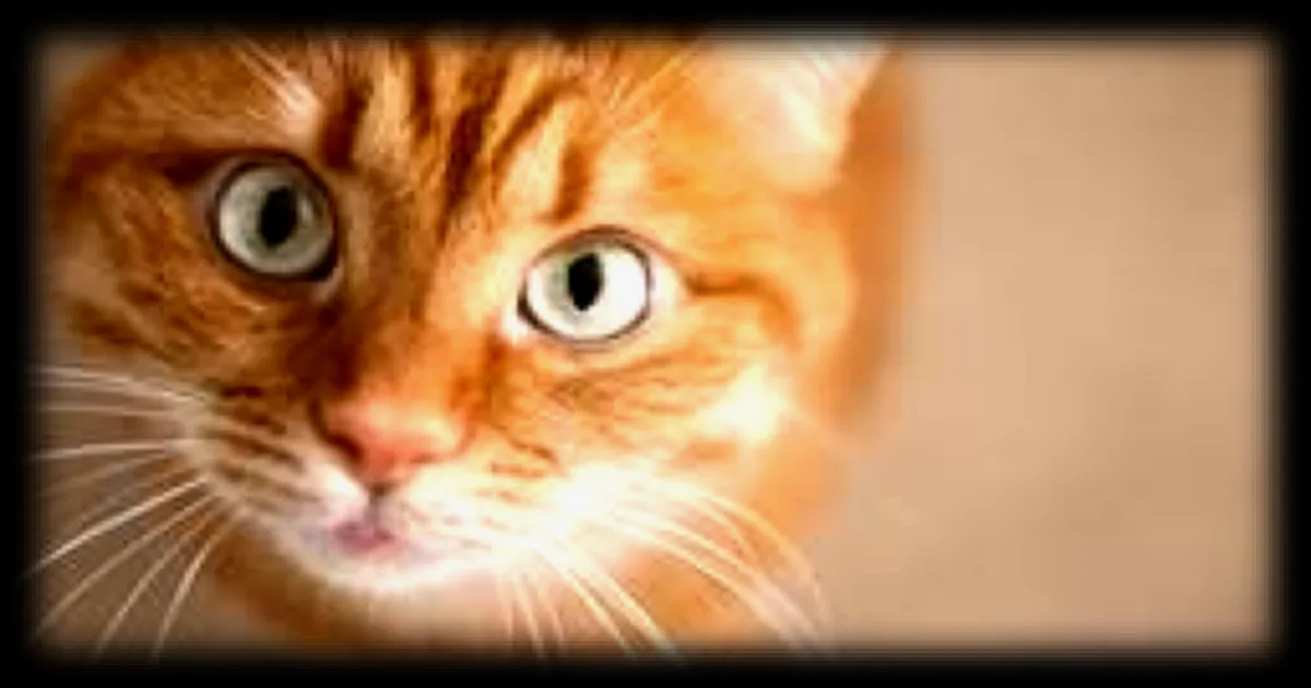 Des similitudes génétiques entre tumeurs félines et humaines pourraient ouvrir de nouvelles voies dans le traitement du cancer du sein