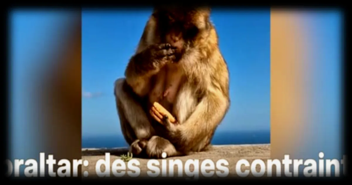 Des singes à Gibraltar se tournent vers la terre pour mieux digérer la malbouffe