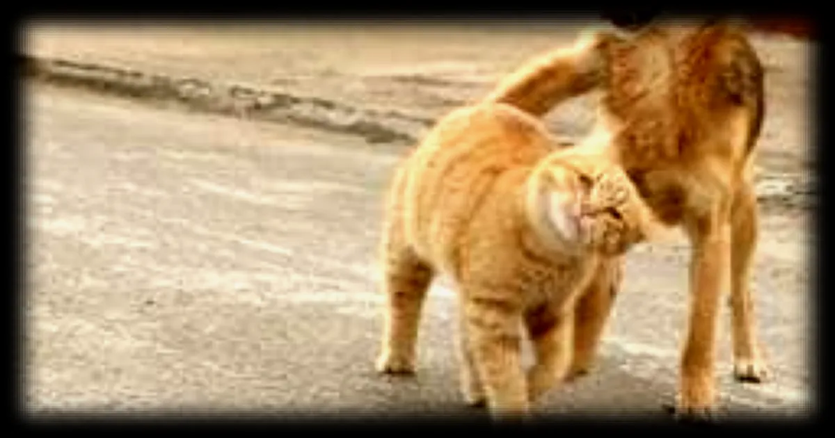 Des soldats ukrainiens utilisent un drone militaire pour sauver un chat et un chien